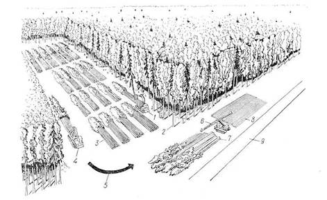 Транспортные схемы освоения лесосеки